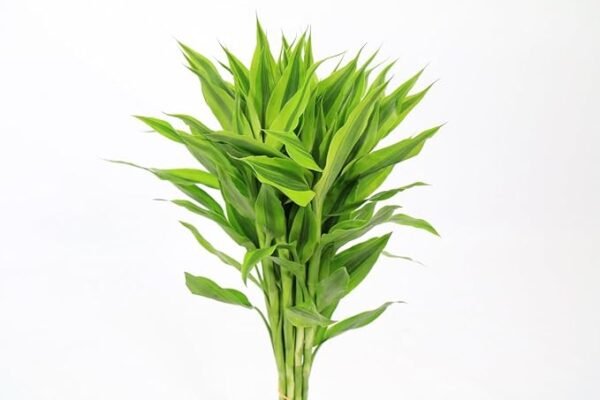 Dishita – Go Green Lucky Bamboo Plant - Image 2