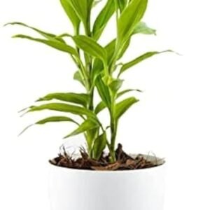 Dishita – Go Green Lucky Bamboo Plant