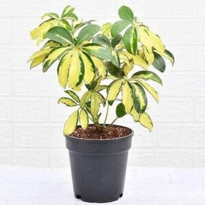 Schefflera Variegated (OhhSome Exotic Plant)