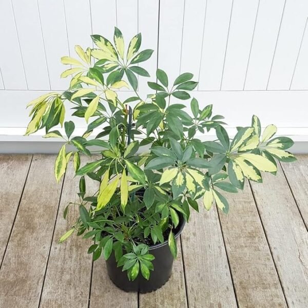 Schefflera Variegated (OhhSome Exotic Plant) - Image 3