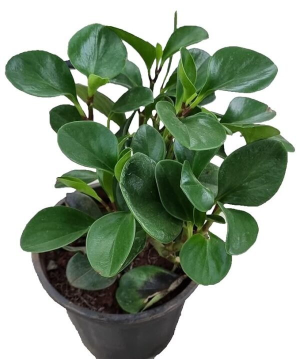 Lorea Live Indoor Plant – Peperomia Green (Mini Rubber Indoor Plant) - Image 2