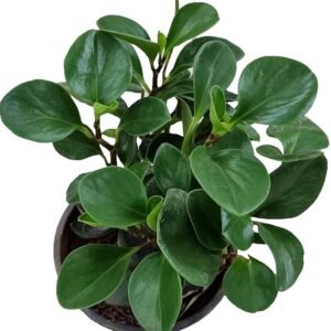 Lorea Live Indoor Plant – Peperomia Green (Mini Rubber Indoor Plant)