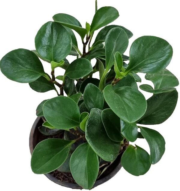 Lorea Live Indoor Plant – Peperomia Green (Mini Rubber Indoor Plant)