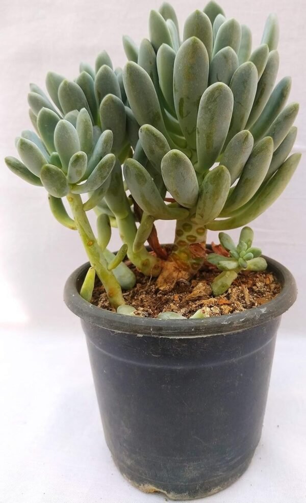 The Balcony Project – Echeveria Elegans (Blue Succulent Live Plant) - Image 2