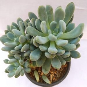 The Balcony Project – Echeveria Elegans (Blue Succulent Live Plant)