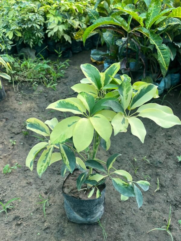 Schefflera Variegated (OhhSome Exotic Plant) - Image 2