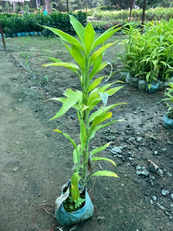 Dishita – Go Green Lucky Bamboo Plant - Image 4