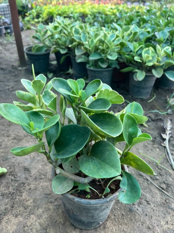 Lorea Live Indoor Plant – Peperomia Green (Mini Rubber Indoor Plant) - Image 3