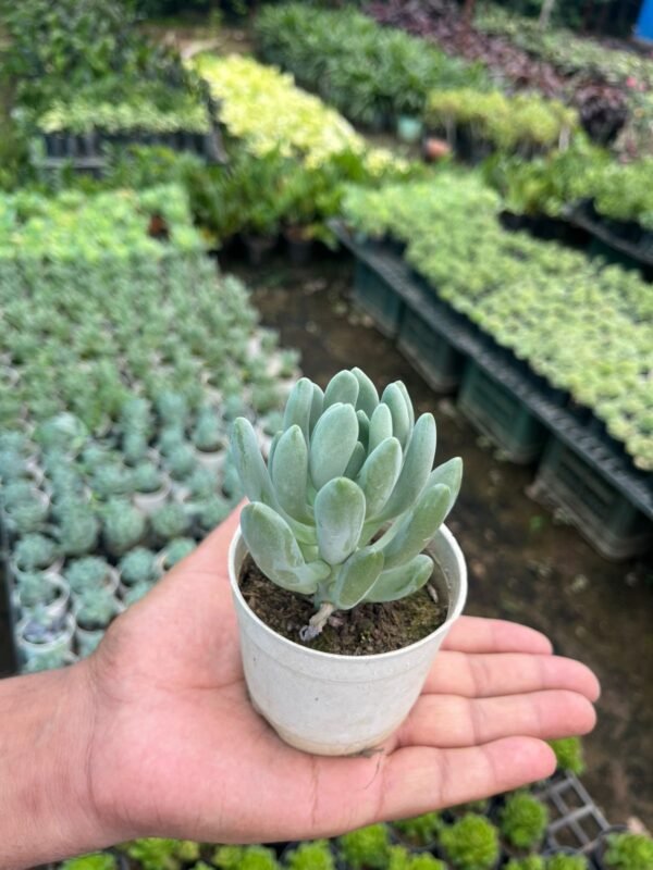 The Balcony Project – Echeveria Elegans (Blue Succulent Live Plant) - Image 3