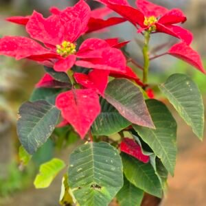 Red Poinsettia Plant in Pot – Christmas Flower Plant