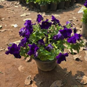 Purple Petunia flowering plant in nursery pot